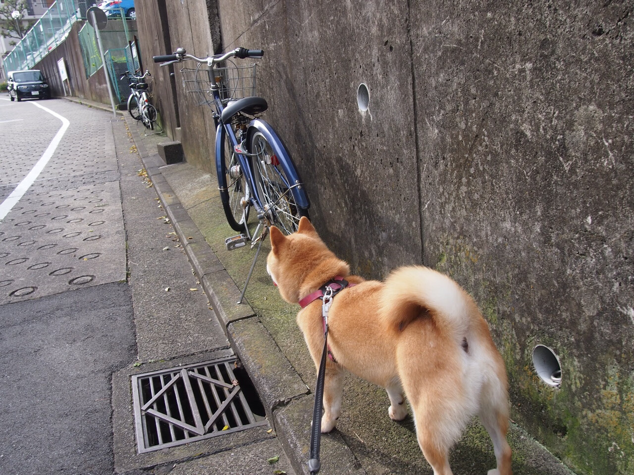 跨联赛的唯一性对决，辽宁队强势晋级，布伦森的关键先生本色