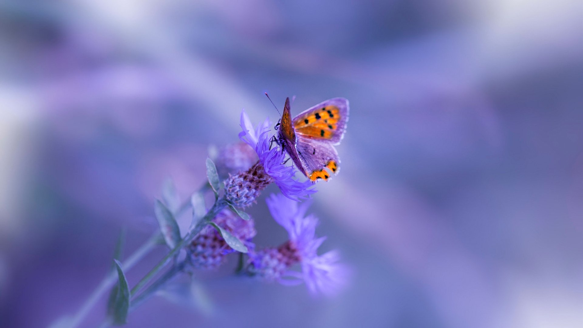 开云体育入口-诺坎普的篮球火焰,当国家德比的绿茵激情照亮克莱的得分风暴