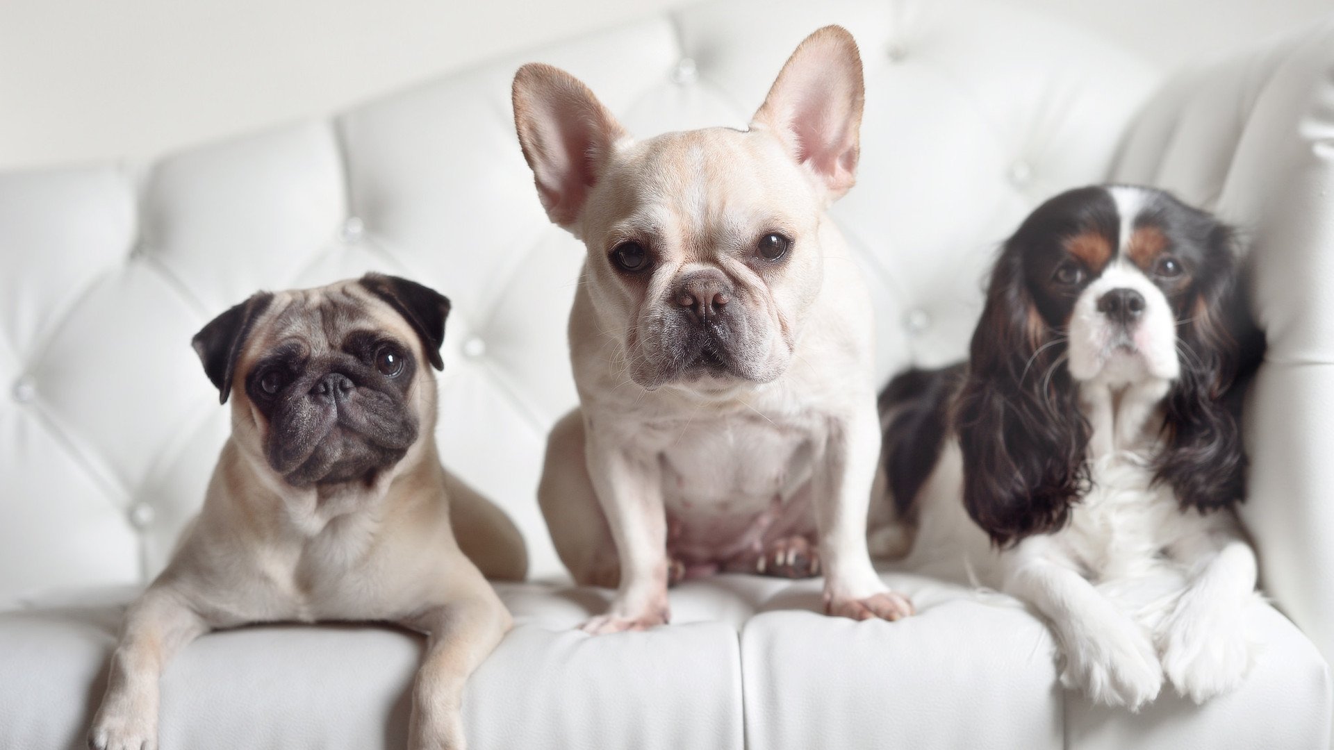 开云体育app-篮球与绿茵的交响，库里欧冠式接管与奇才得分狂潮的跨界传奇