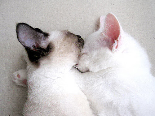 开云体育入口-征服圣西罗，伊萨克里程碑之夜，交出意甲历史级答卷