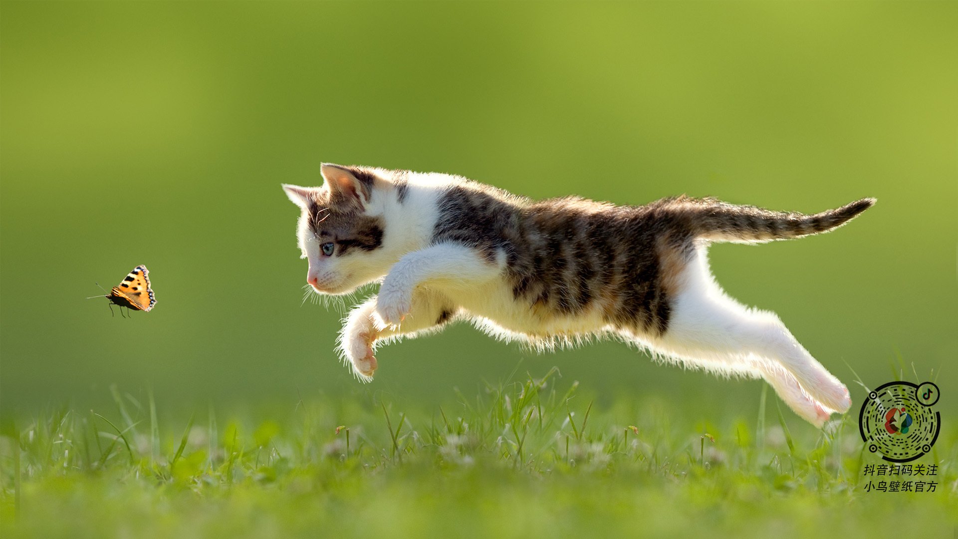 黄色风暴席卷蓝月，范戴克如何成为尼日利亚军团的关键先生