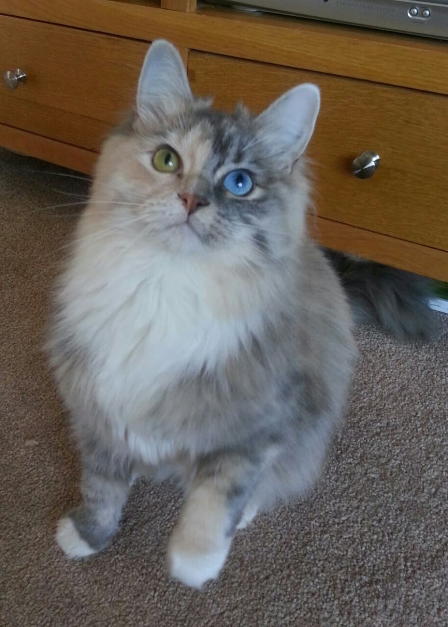 西甲国家德比之夜,当比分变成神迹,信徒只是保罗一人