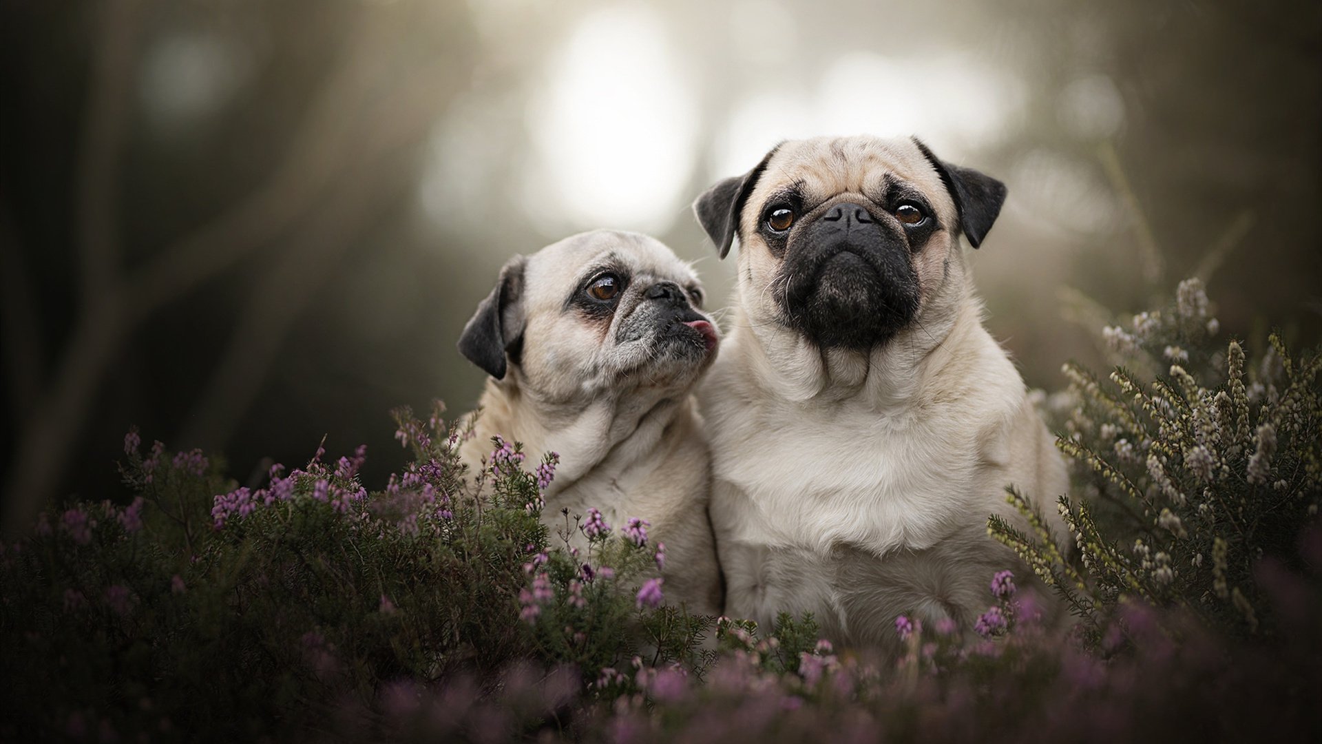 唯一性,当伦纳德的碾压哲学遇见上海队的镜面,一场跨越维度的封神之战
