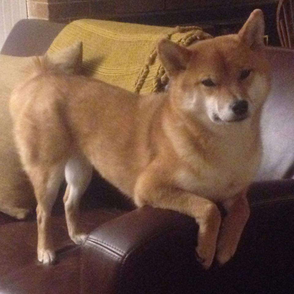 从浪费者到救赎者,努涅斯欧冠淘汰赛之夜的窒息绝杀