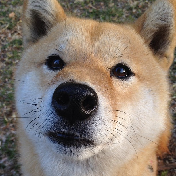教科书与新大陆,阿劳霍的坚守与美国足球的破晓