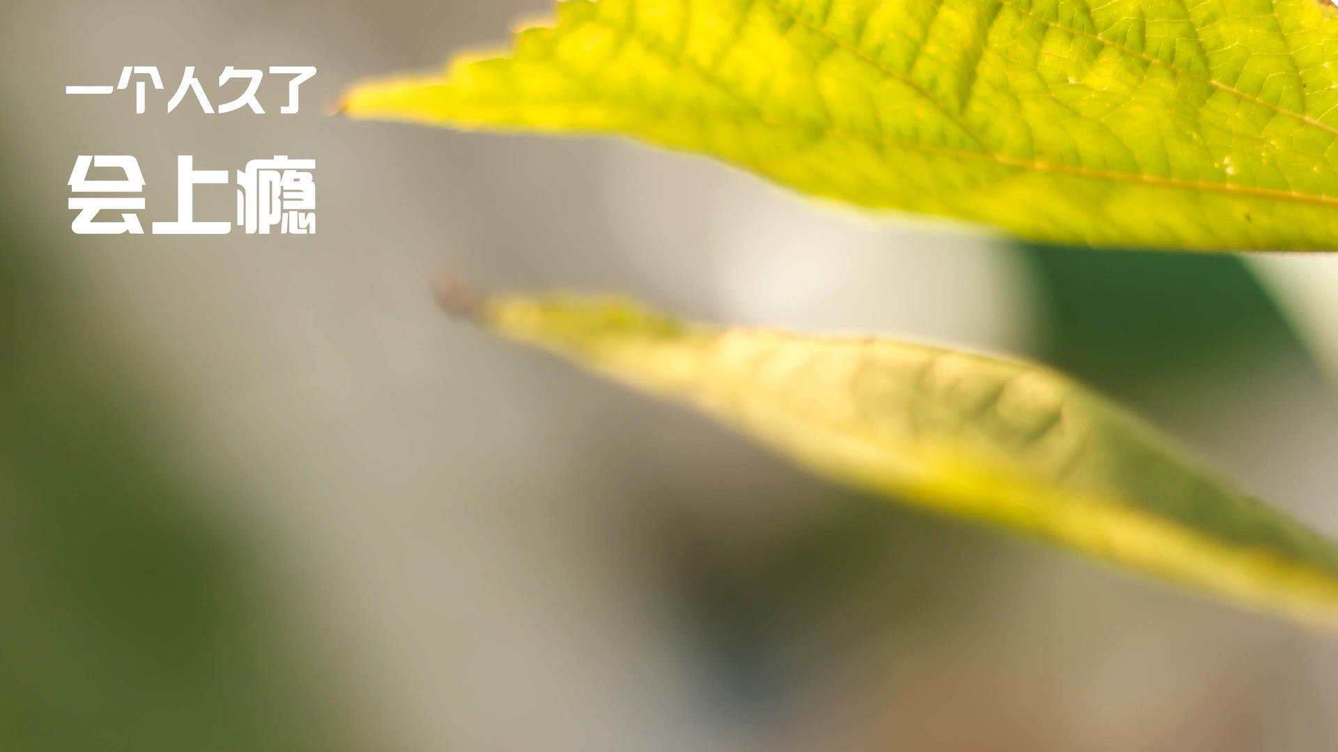 苏醒的巨龙,当总决赛的火焰遇见潘帕斯团队的收割哲学