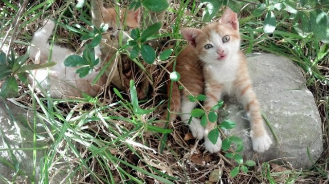 开云sport-生死战之夜，范弗利特，巨星价值的终极证明