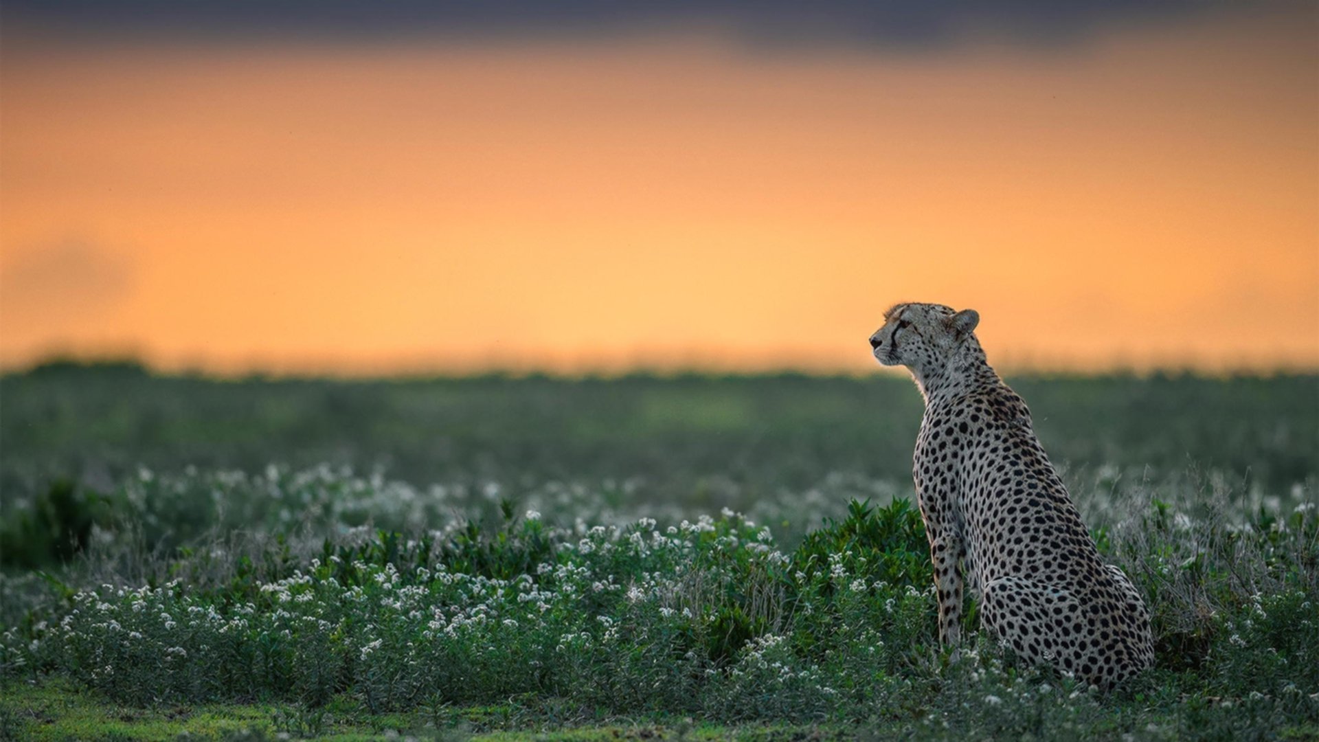 绿茵场外的代理人战争,当美国对阵伊朗,为何哈兰德的存在感被拉满了?