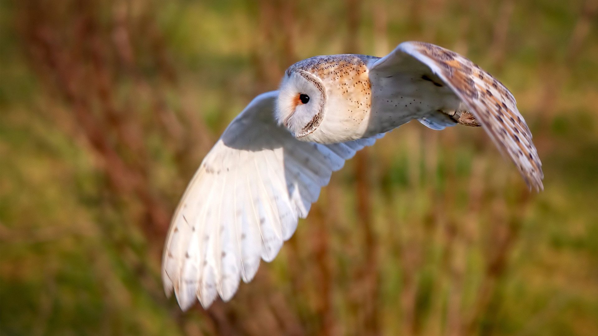双城记，沈阳生死战与法兰克福的冠军曙光—体育精神殊途同归