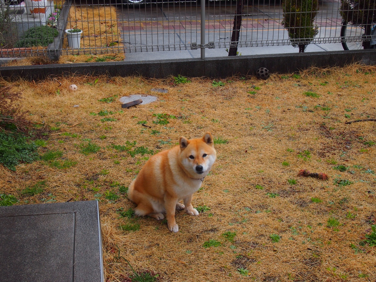 绝杀之夜,法比尼奥的救赎,佛罗伦萨的最后心跳