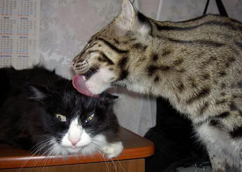 开云体育平台APP-世界裂缝，当哥伦比亚绝杀奥地利撞见努涅斯季后赛抢七神话