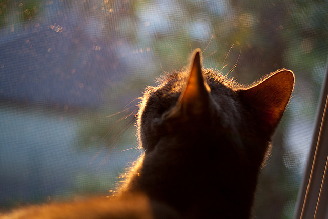 开云体育在线-破界之夜，当F1红线尽头遇见篮球统治力