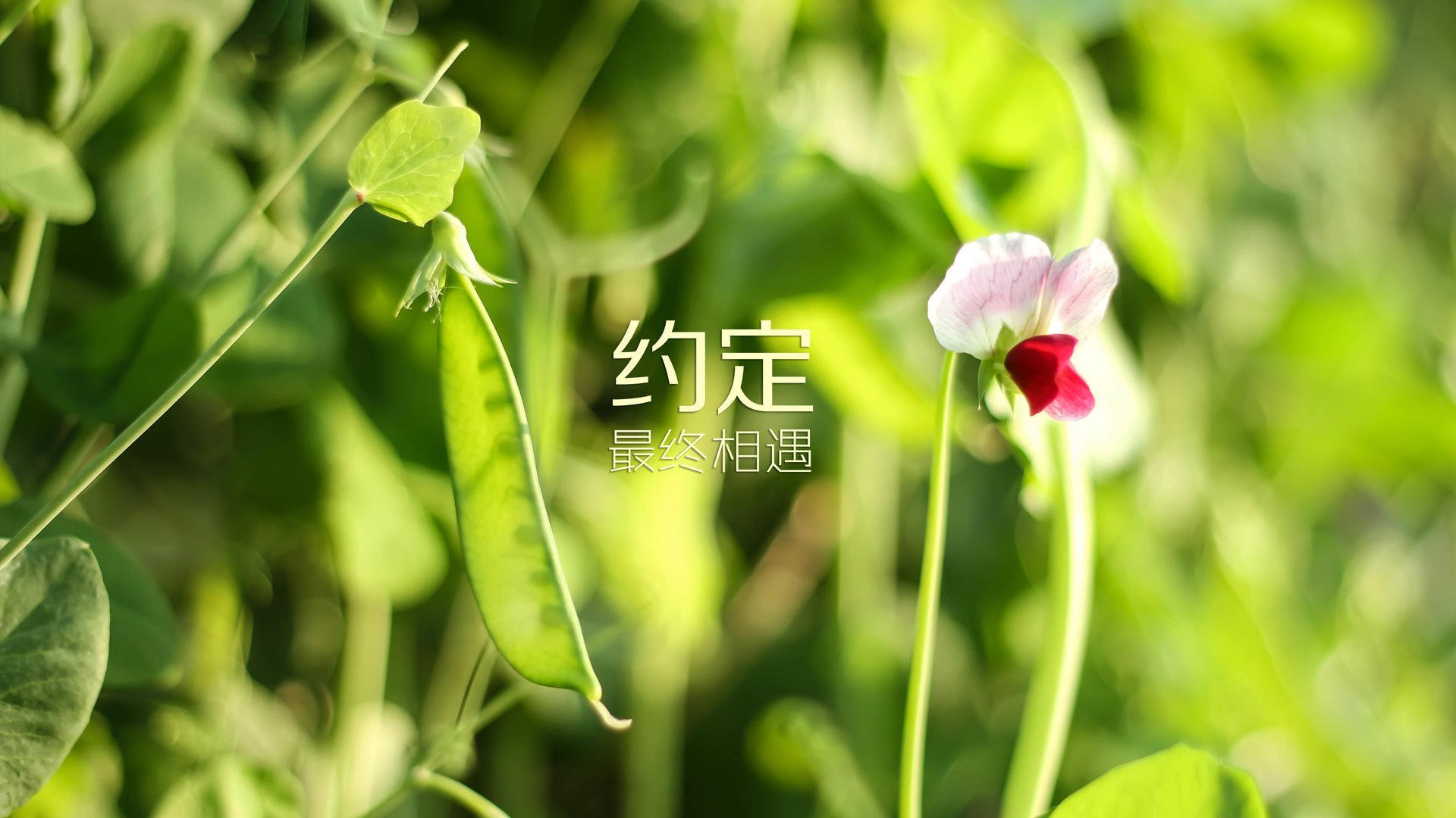 2026世界杯历史重演,越南绝杀加拿大,塔雷米导演逆转,门将神勇铸就经典